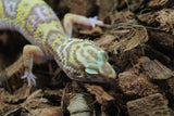 Gecko Leopardo Tremper Albino Hembra ID R12-05