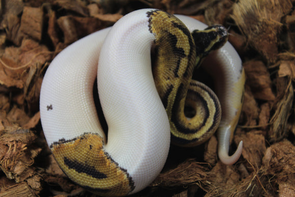 Piton Bola Pastel Pied 66% HEt Clown Macho ID R12-10