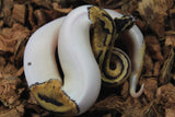 Piton Bola Pastel Pied 66% HEt Clown Macho ID R12-10