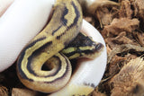 Piton Bola Pastel Pied 66% HEt Clown Macho ID R12-10