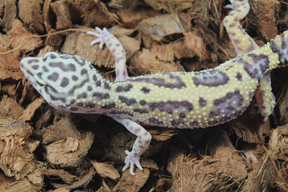 Gecko Leopardo Boldstripe Hembra ID R12-11