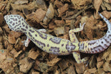 Gecko Leopardo Boldstripe Hembra ID R12-11