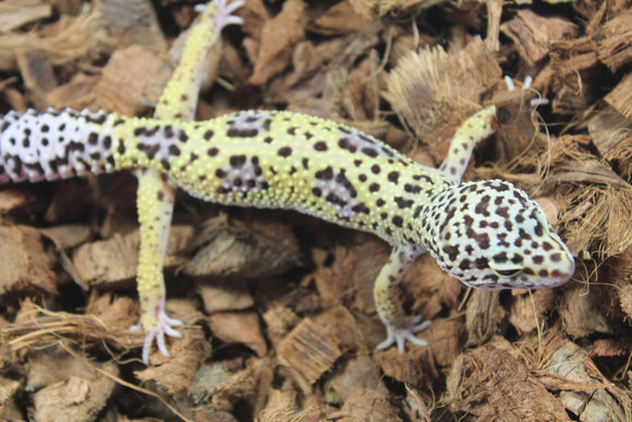 Gecko Leopardo Jungle HEmbra ID R12-12