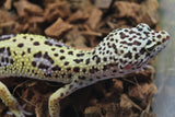 Gecko Leopardo Jungle HEmbra ID R12-12