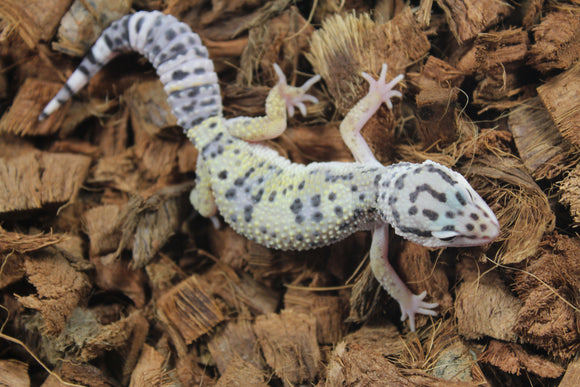 Gecko Leopardo High Yellow ID R12-13