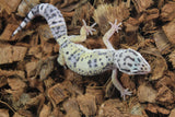 Gecko Leopardo High Yellow ID R12-13