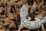 Gecko Leopardo High Yellow ID R12-13