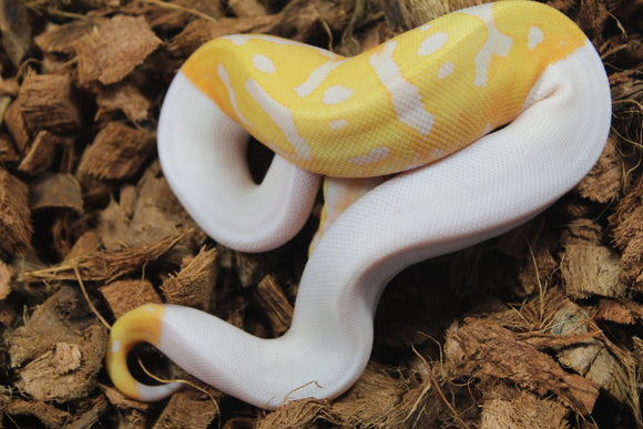 Piton Bola Candino / Albino Pied Hembra ID R4-16