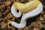 Piton Bola Candino / Albino Pied Hembra ID R4-16