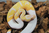 Piton Bola Candino / Albino Pied Hembra ID R4-16