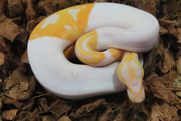 Piton Bola Candino / Albino Pied Hembra ID R3-17