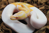 Piton Bola Candino / Albino Pied Hembra ID R3-17
