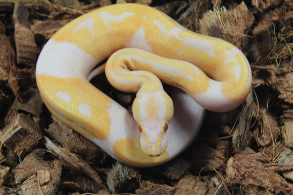 Piton Bola Candino / Albino Pied Hembra ID R2-10