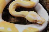 Piton Bola Candino / Albino Pied Hembra ID R2-10