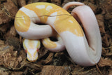 Piton Bola Candino / Albino Pied Macho ID R8-20