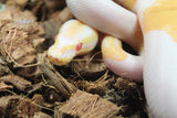 Piton Bola Candino / Albino Pied Macho ID R8-20