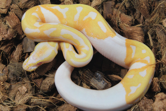 Piton Bola Candino / Albino Pied Hembra ID R8-14