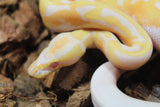 Piton Bola Candino / Albino Pied Hembra ID R8-14