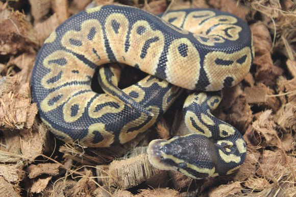 Piton Bola Pastel het Hypo Macho ID R7-16