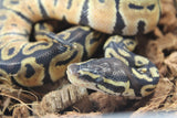 Piton Bola Pastel het Hypo Macho ID R7-16