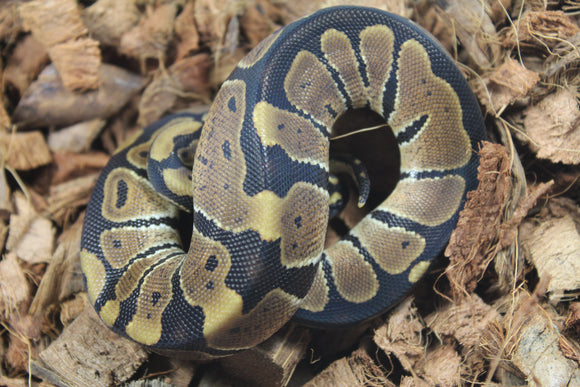 Piton Bola Nominal Hembra ID R7-09