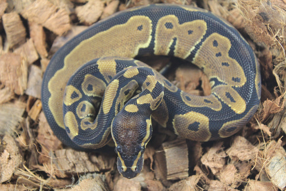 Piton Bola Nominal Hembra ID R7-11