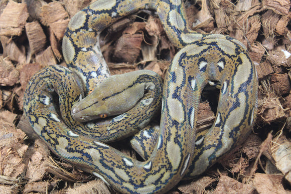 Piton Reticulado Nominal Hembra ID R6-16