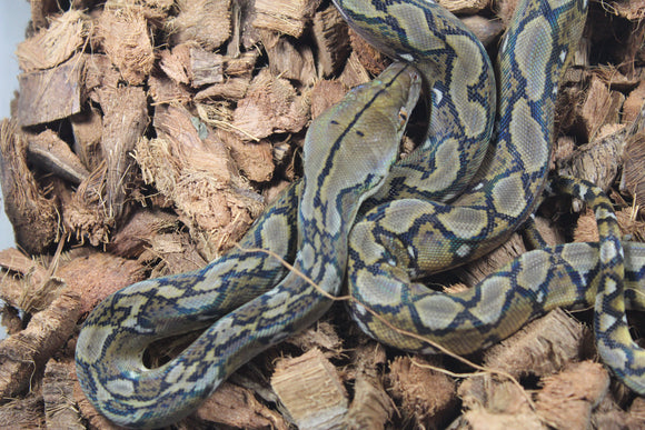 Piton Reticulado Nominal Macho ID R6-17