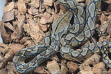 Piton Reticulado Nominal Macho ID R6-17