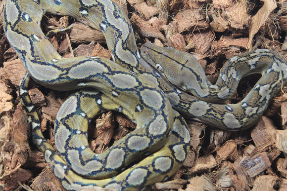 Piton Reticulado Nominal Macho ID R6-18