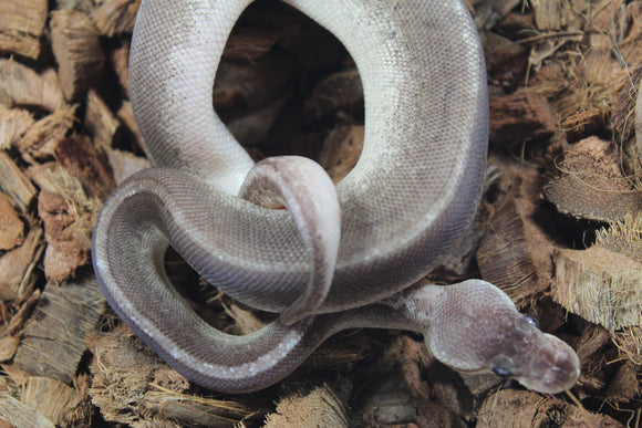 Piton Bola Pewter Pinstripe GHI pos Lesser Het GS Hembra ID R1-01