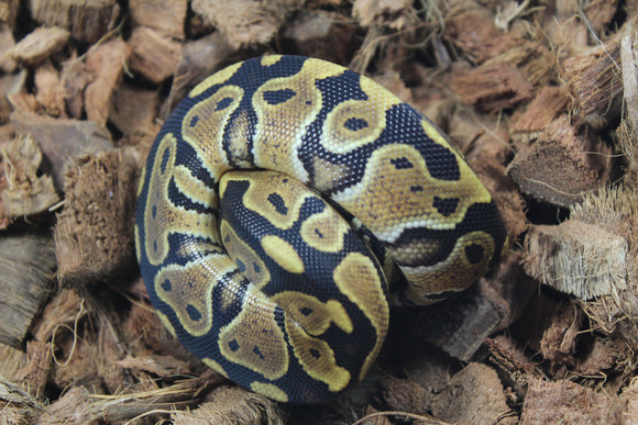 Piton Bola Nominal Hembra ID R1-08