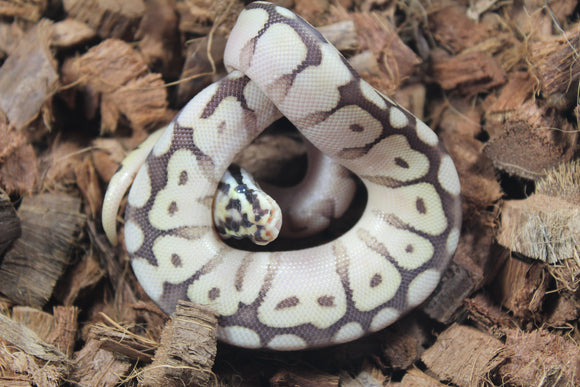 Piton Bola Lesser Bee Macho ID R1-10