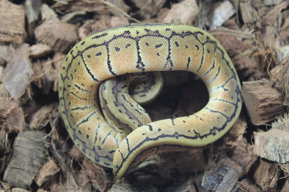 Piton Bola Lemonblast Hembra ID R1-11