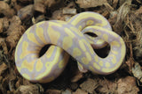 Piton Bola Banana Yellowbelly DH Clown Pied Macho ID R1-12