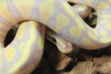 Piton Bola Banana Yellowbelly DH Clown Pied Macho ID R1-12