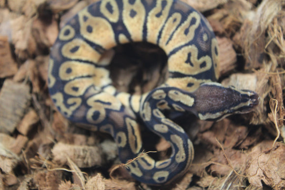 Piton Bola Pastel Macho ID R2-04