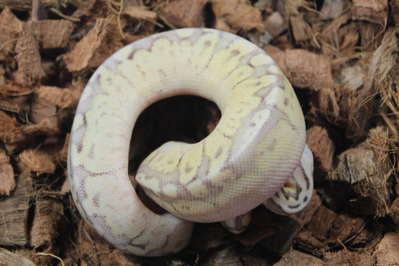 Piton Bola Super Pastel Fire Bongo Spider Macho ID R4-06