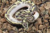 Piton Bola Spider Enchi YB Calico pos Fire Macho ID R2-11