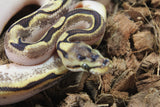 Piton Bola Spider Enchi YB Calico pos Fire Macho ID R2-11