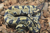 Piton Bola Yellowbelly Het Hypo Hembra iD R3-16