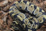 Piton Bola Yellowbelly Het Hypo Hembra iD R3-16