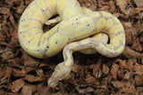 Piton Bola Banana Yellowbelly Hembra ID R11-20