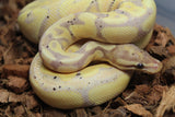 Piton Bola Banana Yellowbelly Hembra ID R11-20