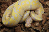 Piton Bola Banana Mandarin NR Het Clown Macho ID R2-15