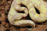 Piton Bola Banana Enchi Cinnamon Pastel Yellowbelly 100% Het Pied Macho ID R2-20