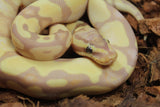 Piton Bola Banana Enchi Cinnamon Pastel Yellowbelly 100% Het Pied Macho ID R2-20