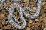 Serpiente del Maiz (Maicera) Black Tessera Hembra Juvenil ID R3-02