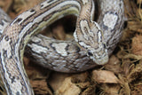 Serpiente del Maiz (Maicera) Black Tessera Hembra Juvenil ID R3-02