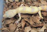 Gecko Leopardo Bell Albino ID R5-16